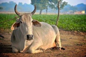 Bilaspur Cows Death